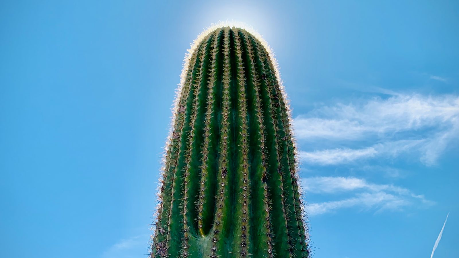 The Desert Has My Heart