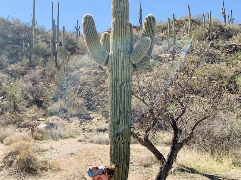 Saguaro National Park